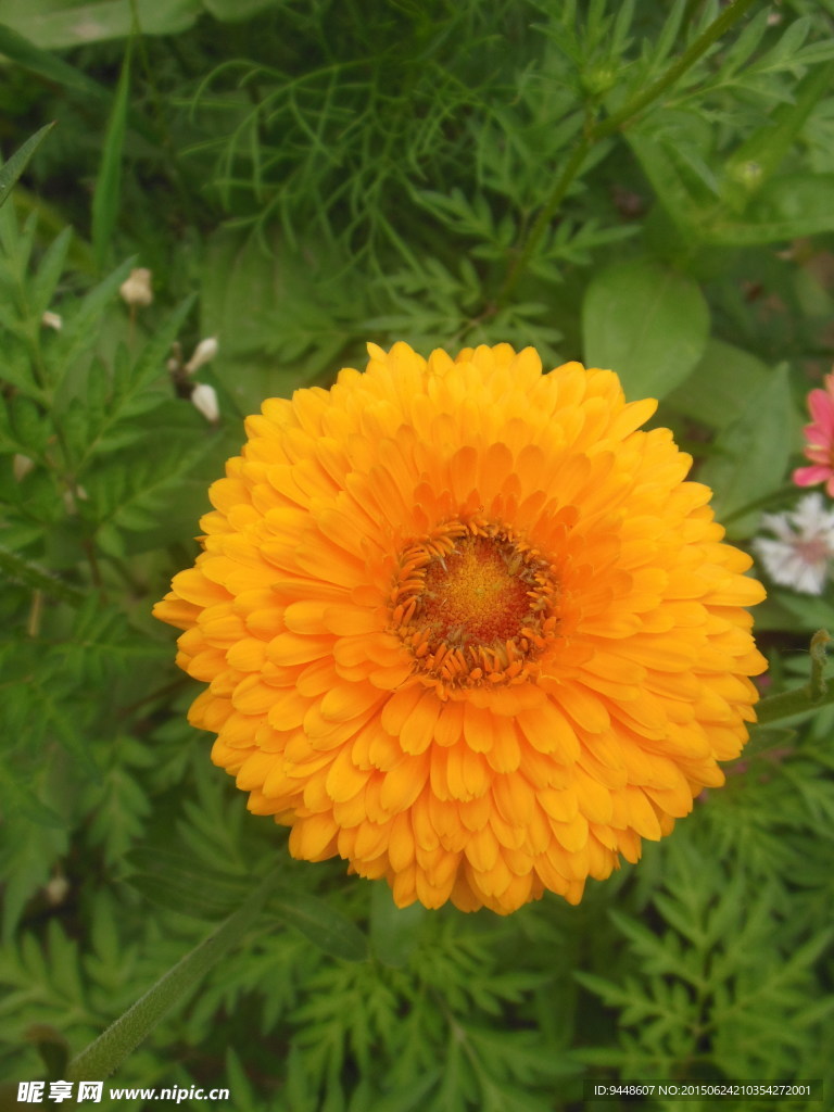 六月菊