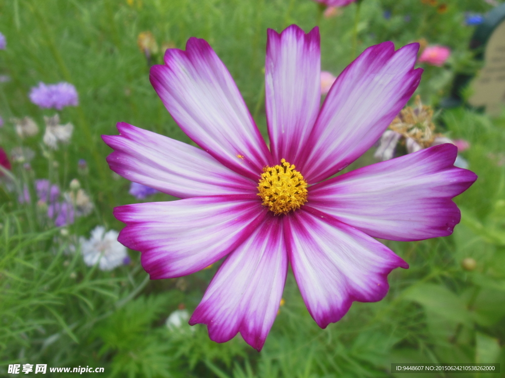 格桑花