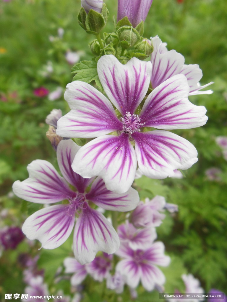五瓣菊