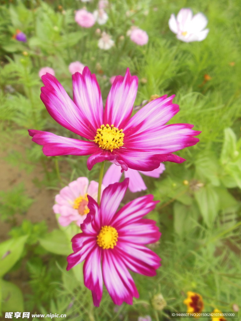 格桑花
