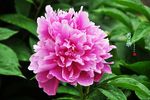 芍药