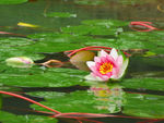 雨中荷花