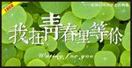 我在青春里等你