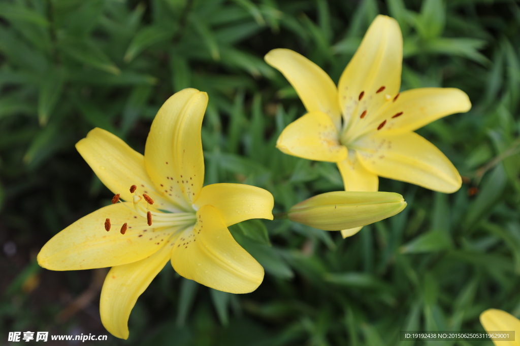 百合花