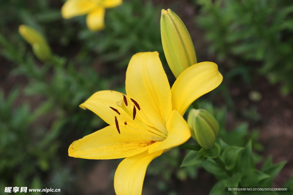 百合花
