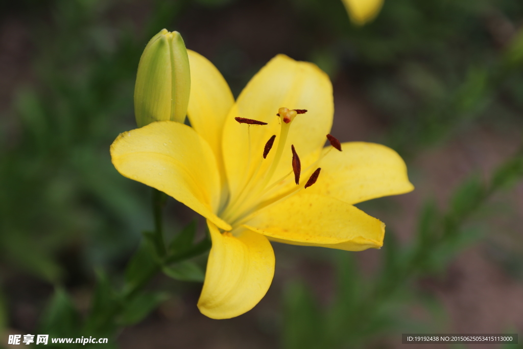 百合花