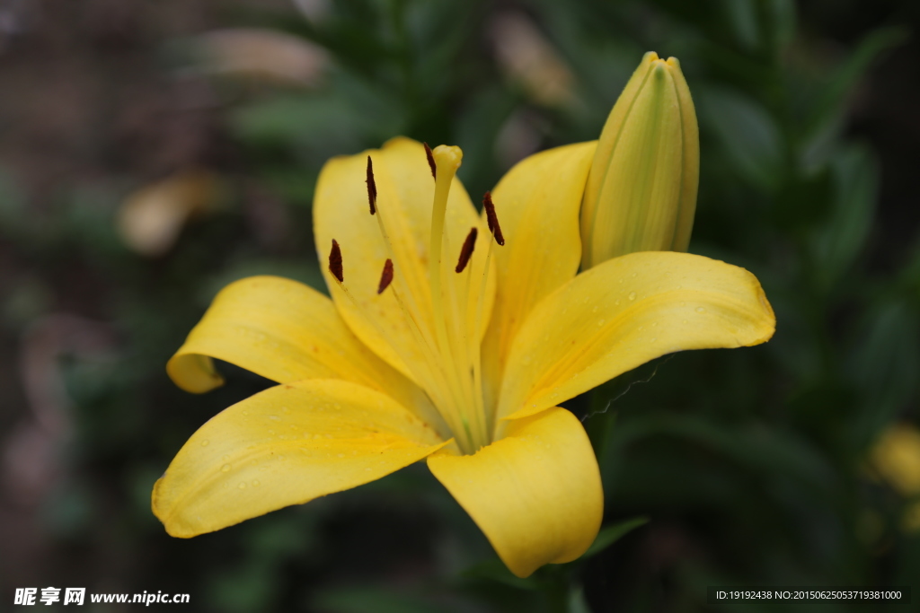 百合花