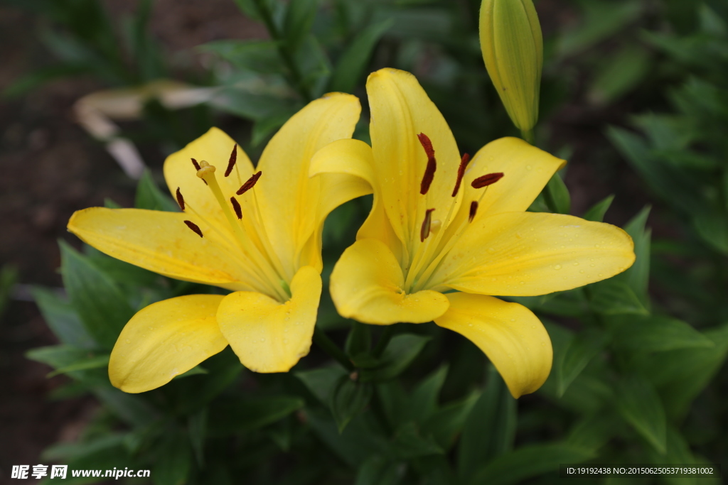 百合花