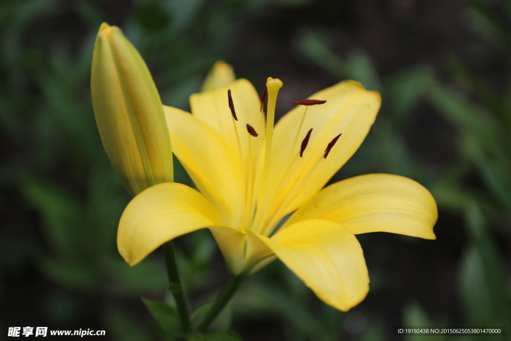 百合花
