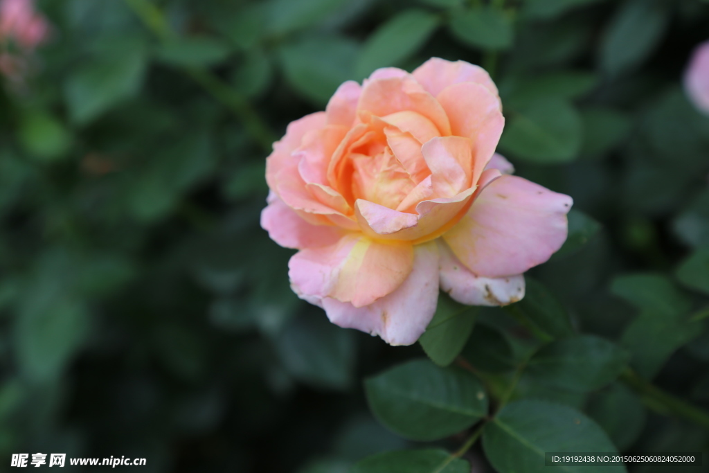 月季花