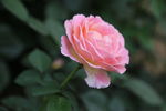 月季花