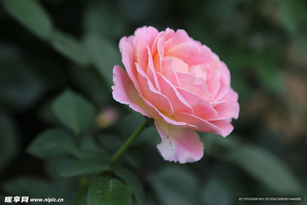 月季花