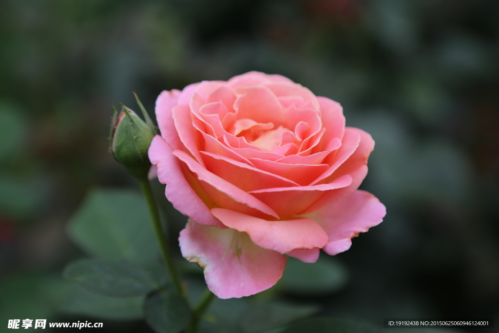 月季花