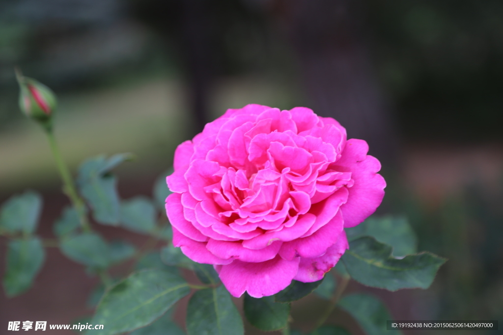 月季花