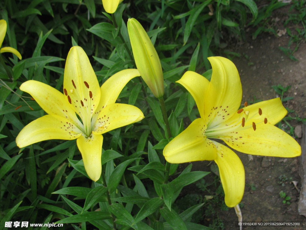 百合花