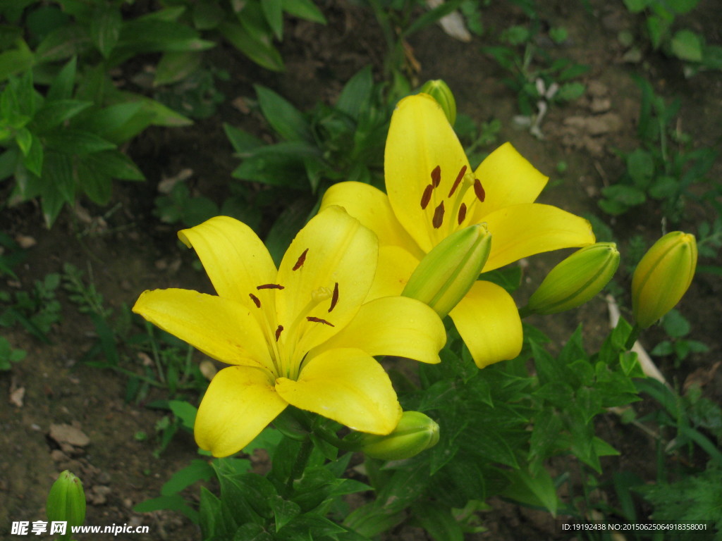 百合花