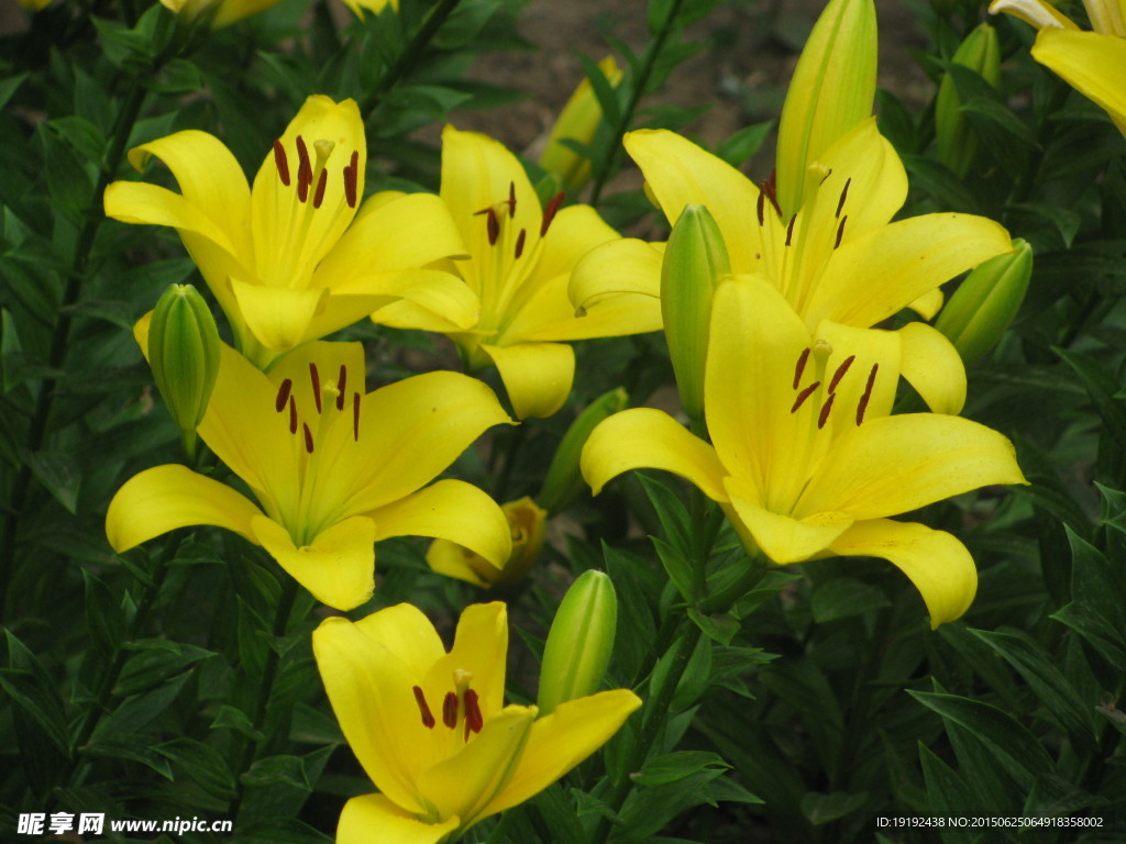 百合花