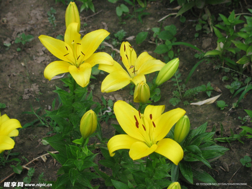 百合花