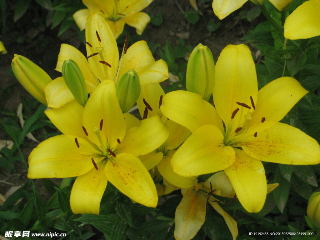 百合花