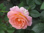 月季花