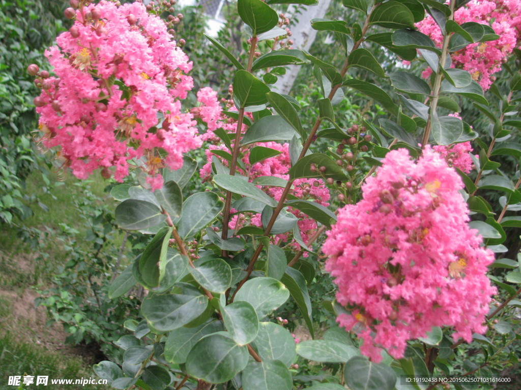 紫薇花