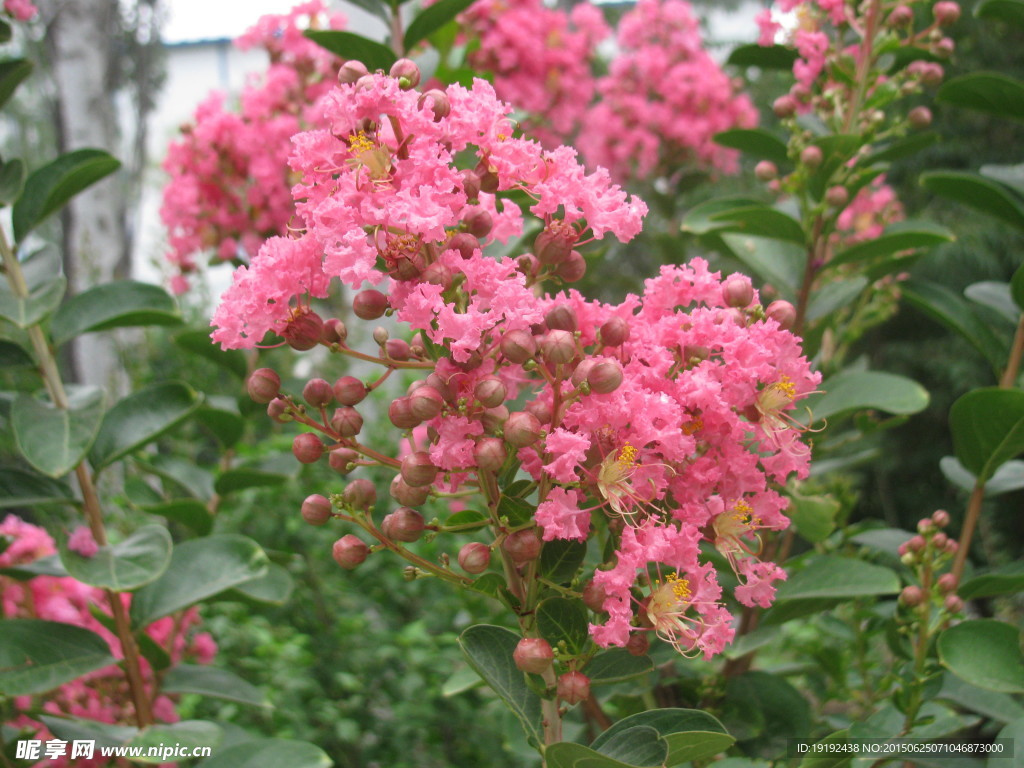 紫薇花