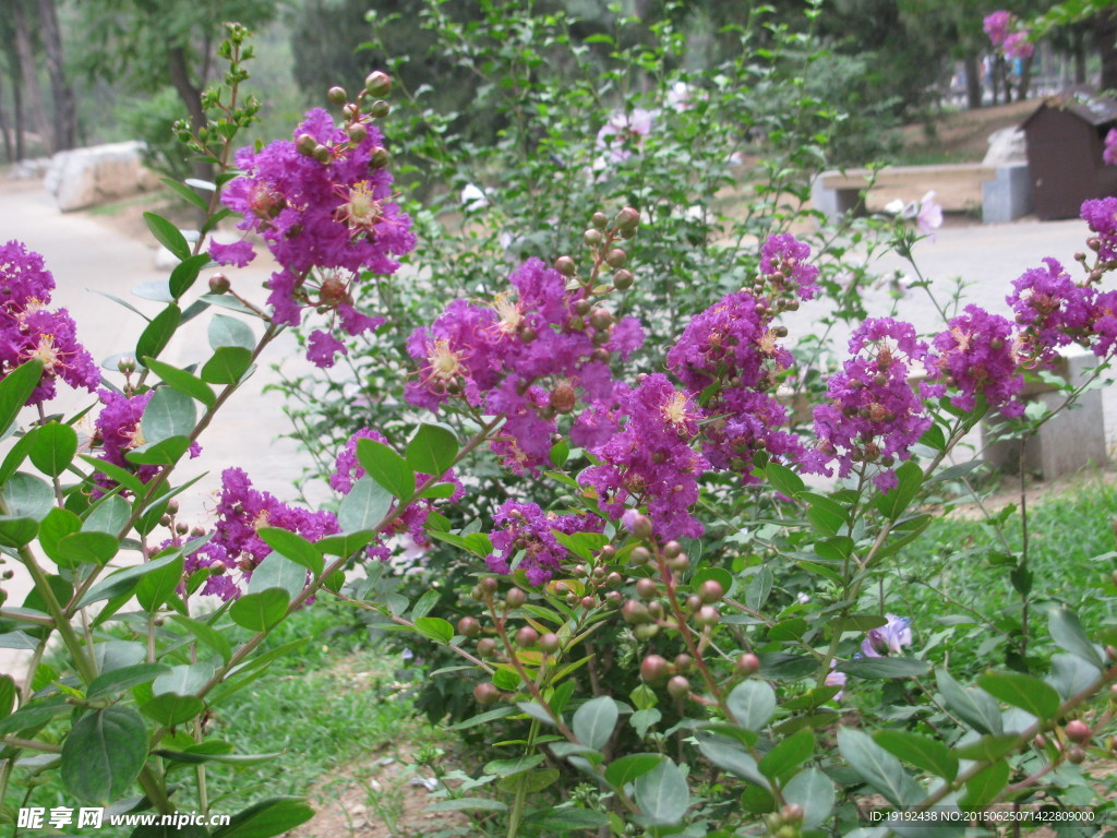 紫薇花