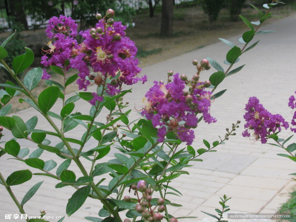 紫薇花