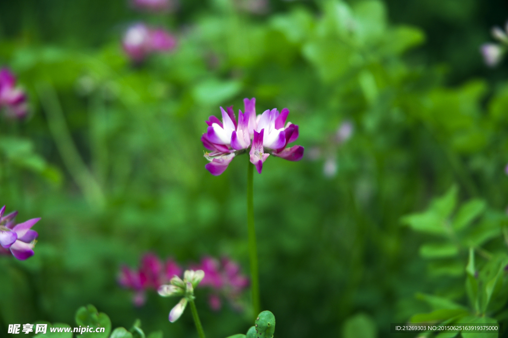 红花草