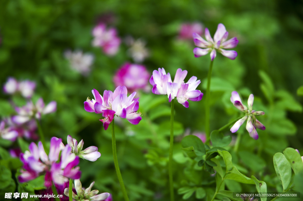 花