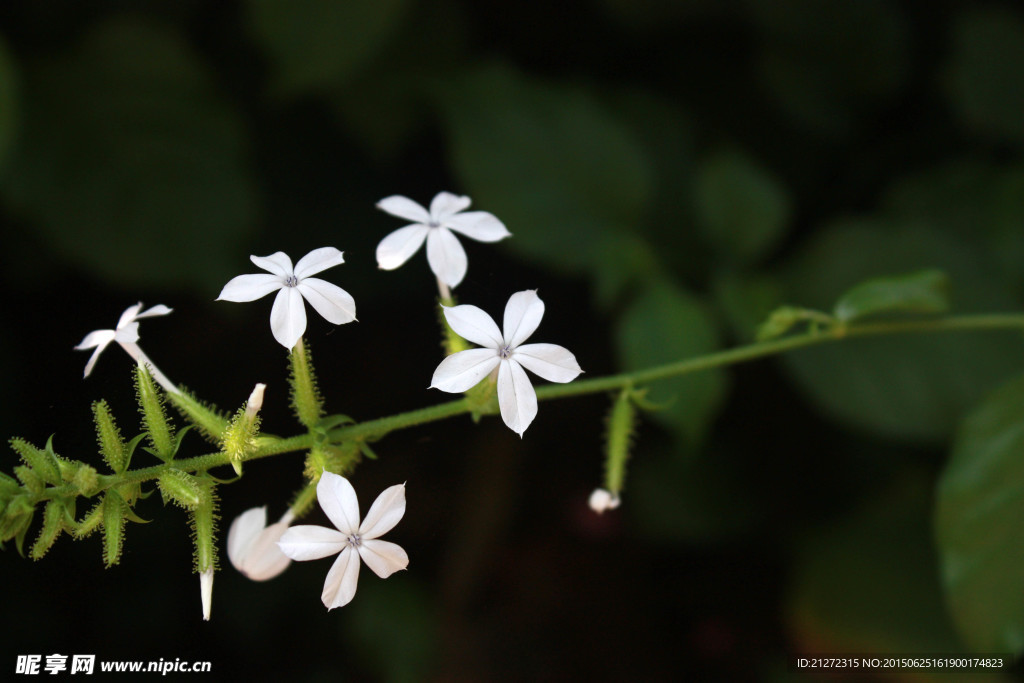 小白花