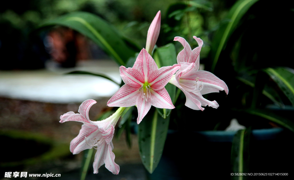 百合花