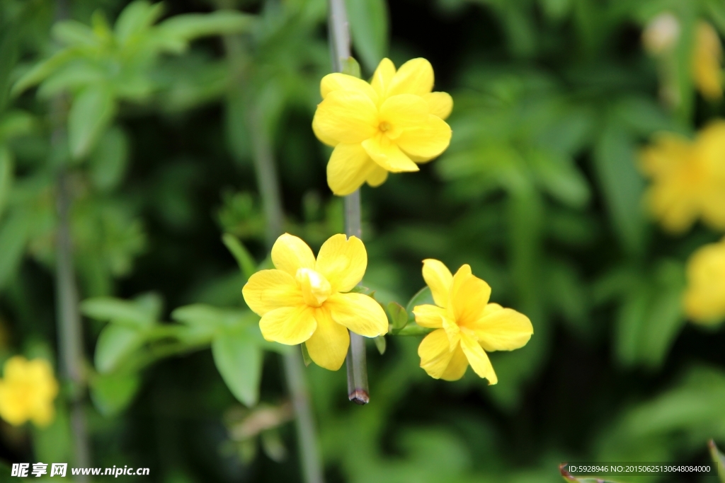 迎春花
