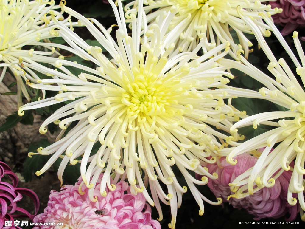白菊花