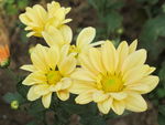 野菊花
