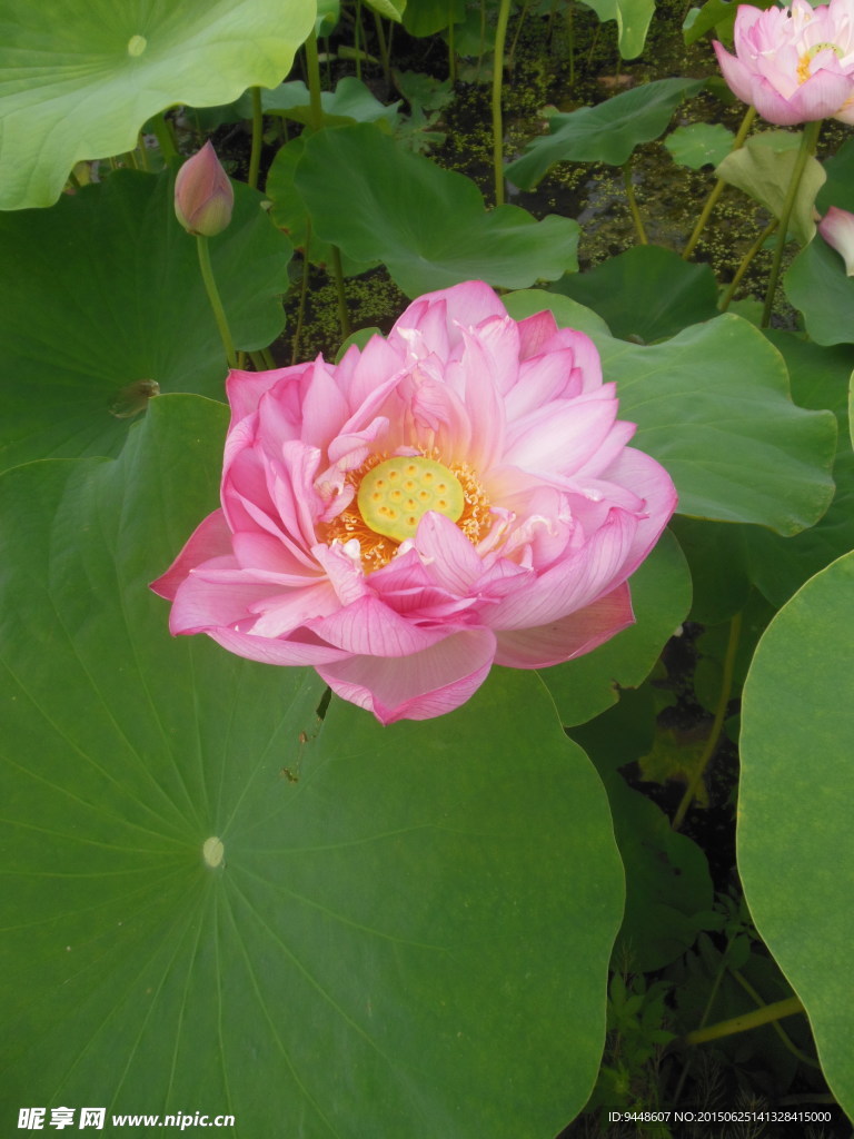 荷花