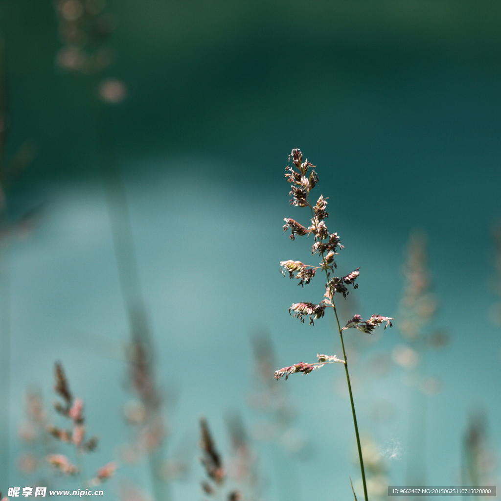 花卉特写