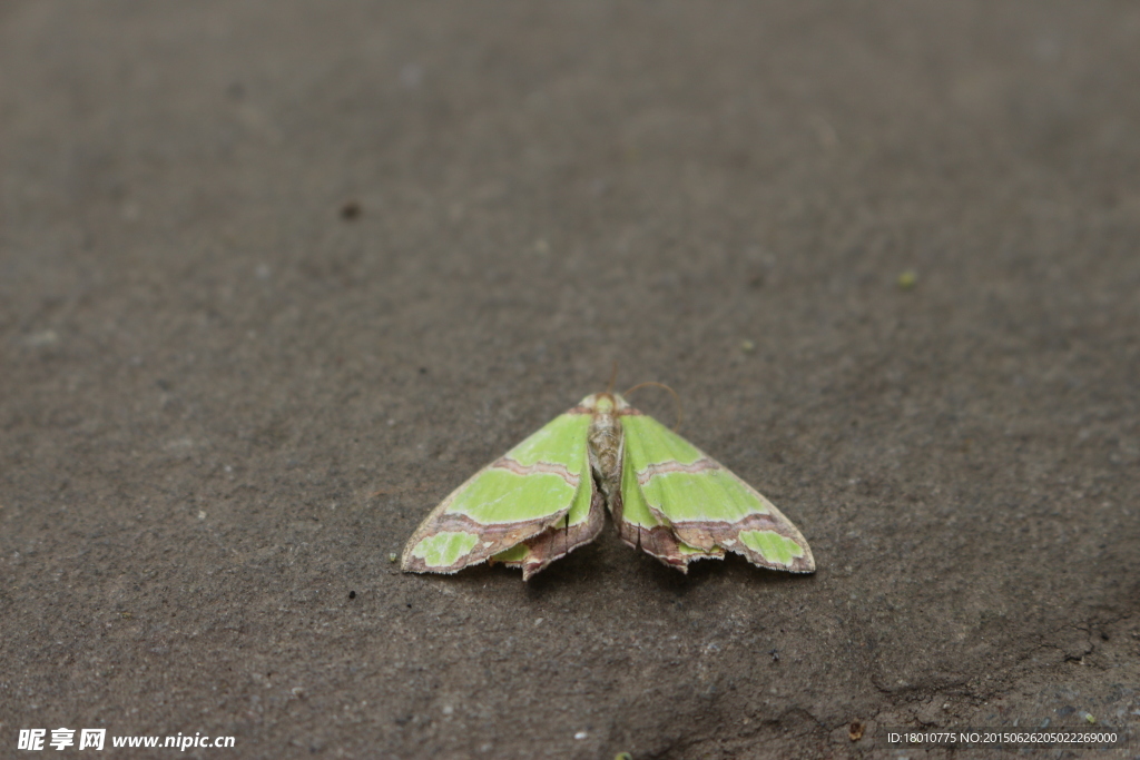 绿色蝴蝶摄影
