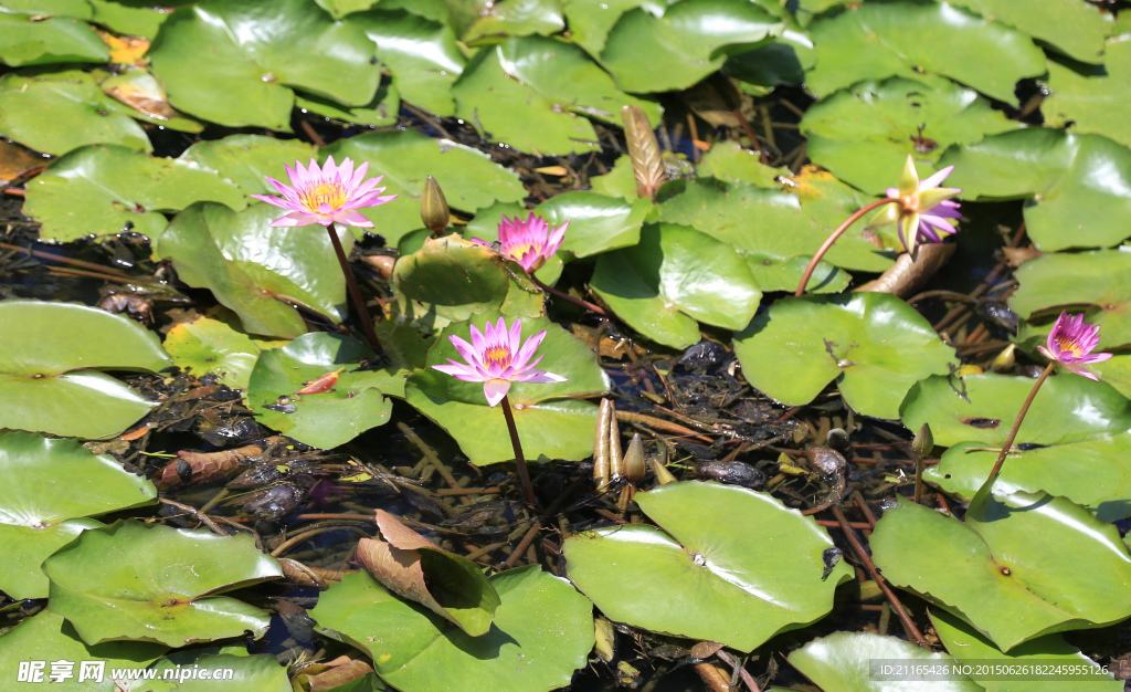 水中莲花