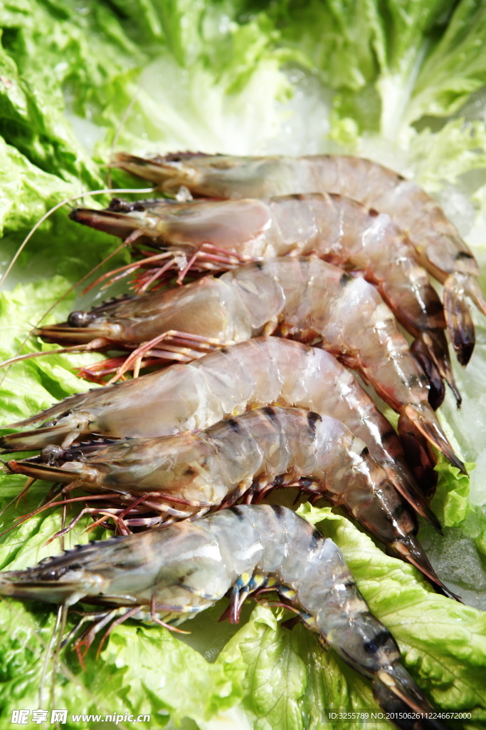 对虾