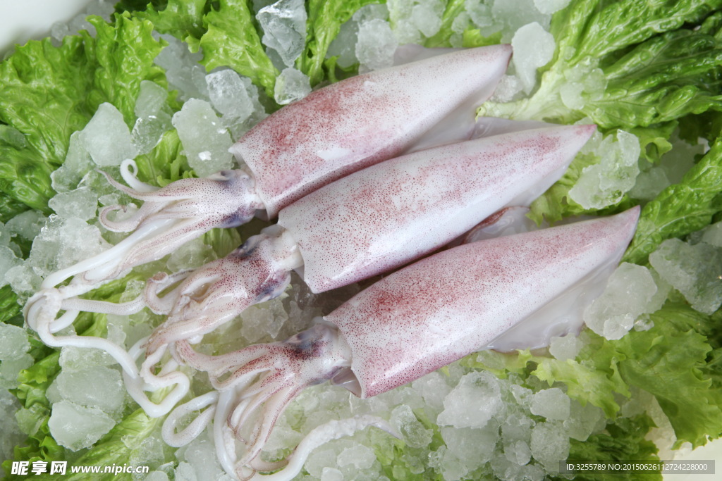 墨鱼