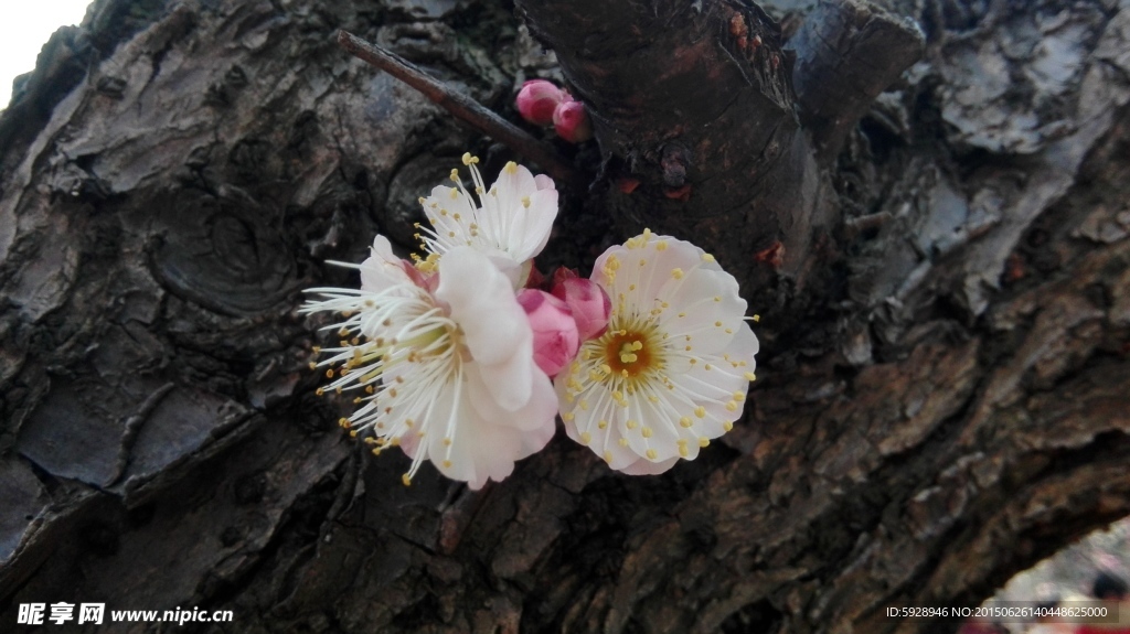 梅花