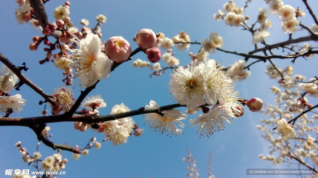 梅花