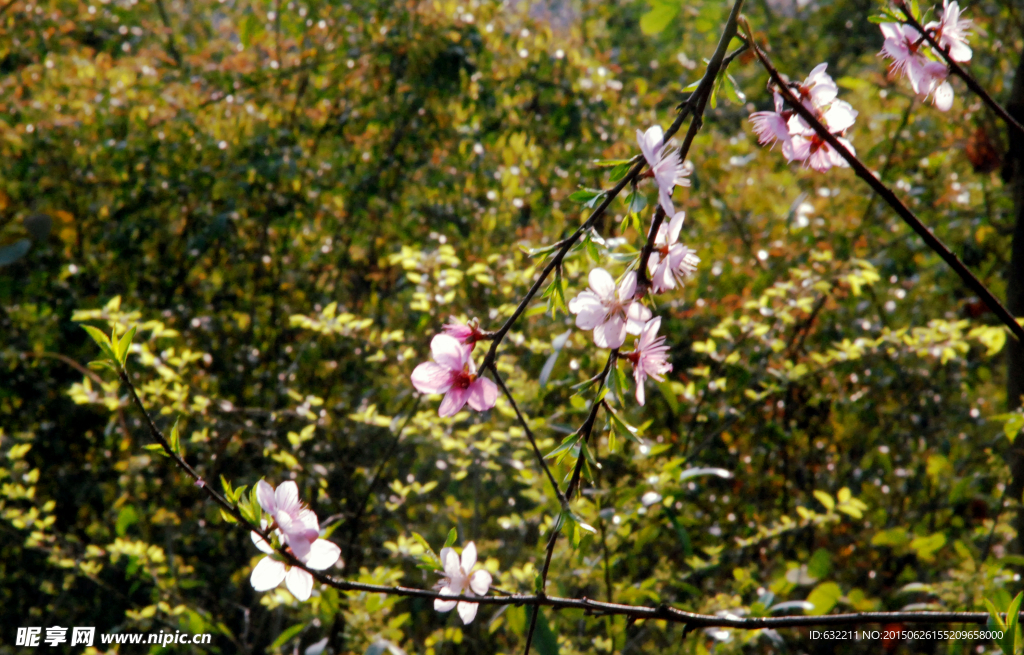 一树桃花