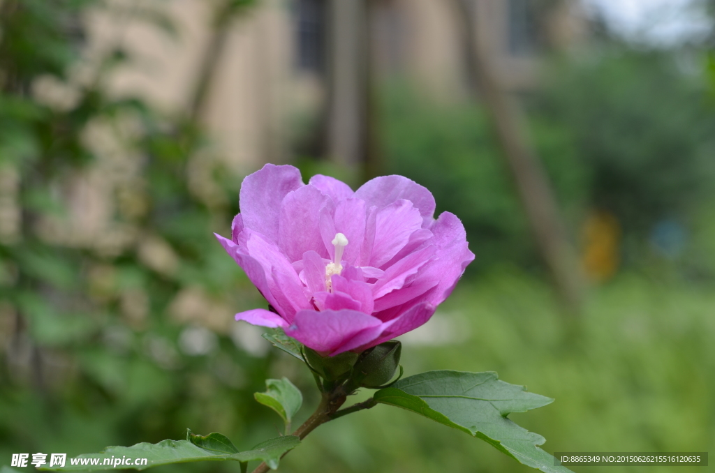 紫色花