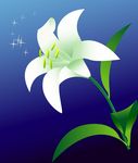 矢量 百合花