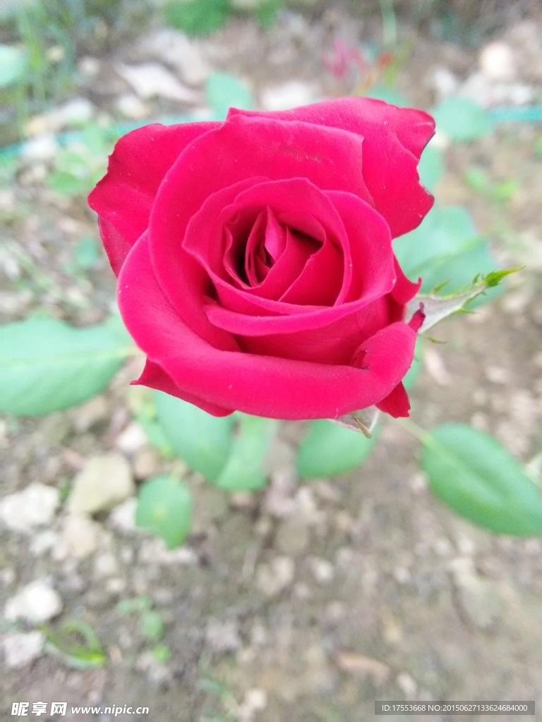 玫瑰花