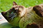晒太阳的小猫
