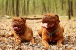 两只斗牛犬