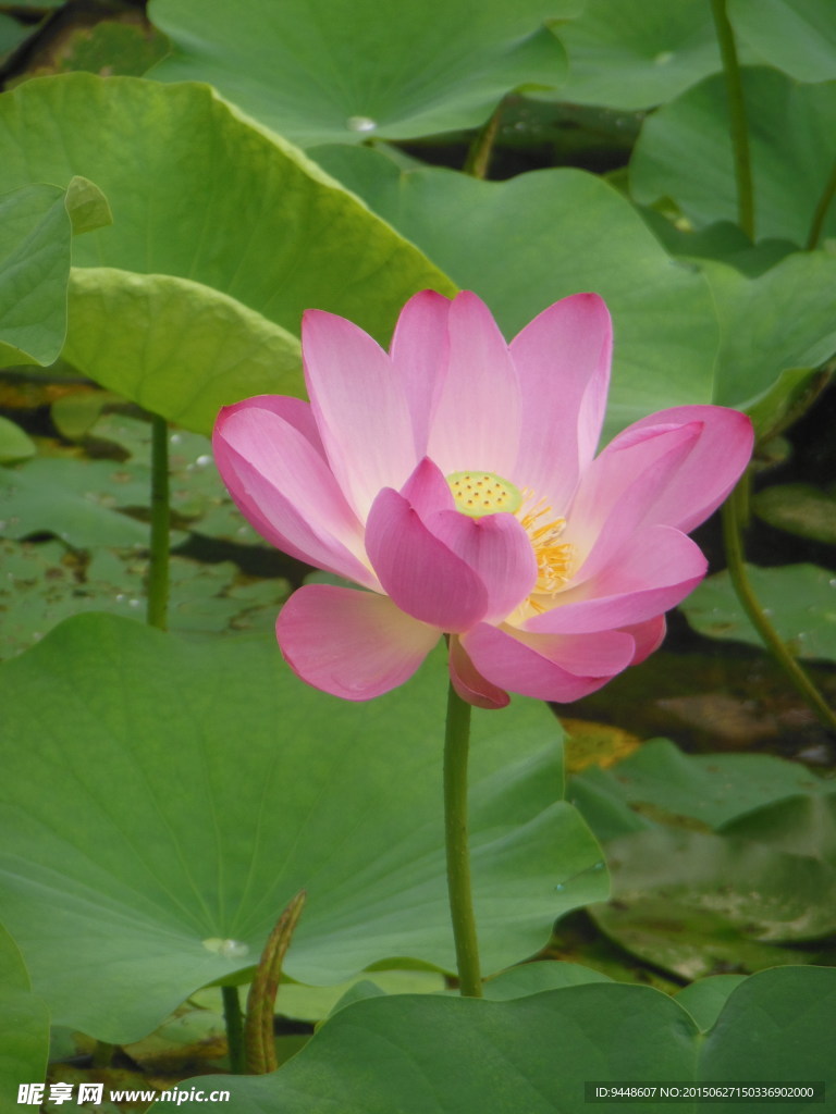 荷花